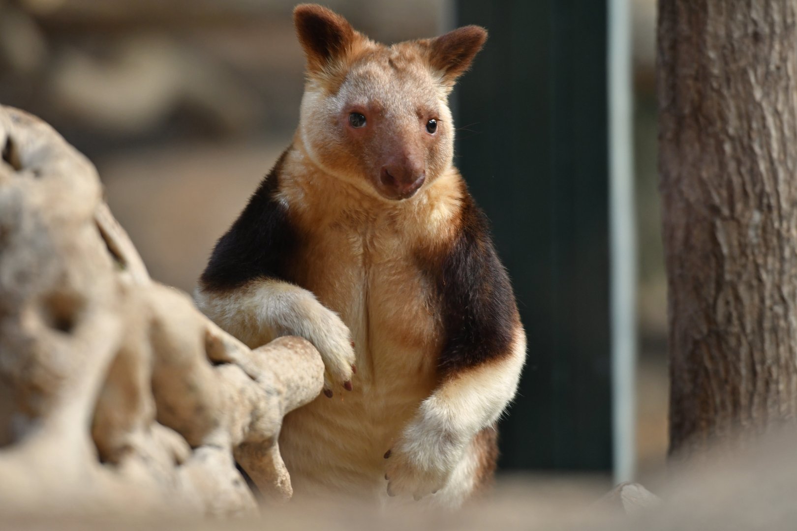 Goodfellow's tree kangaroo (Dendrolagus goodfellowi)