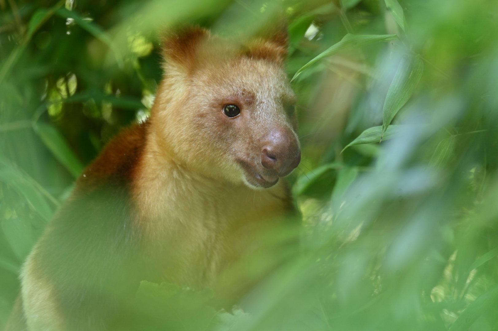 Goodfellow's tree-kangaroo (Dendrolagus goodfellowi)
