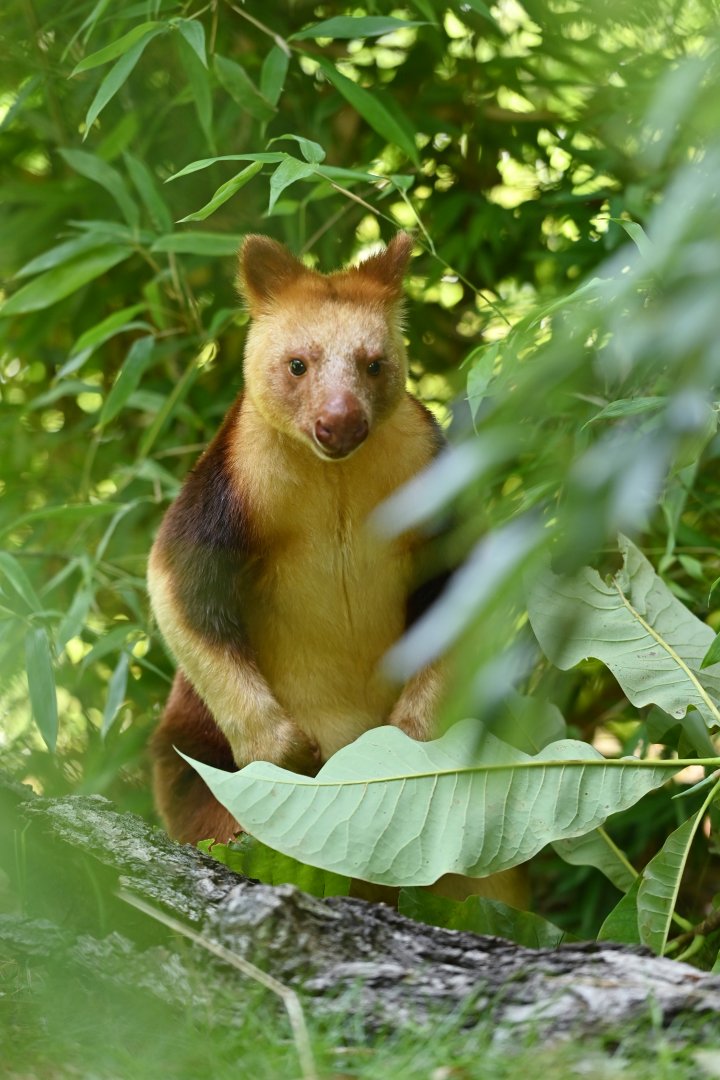 Goodfellow's tree-kangaroo (Dendrolagus goodfellowi)