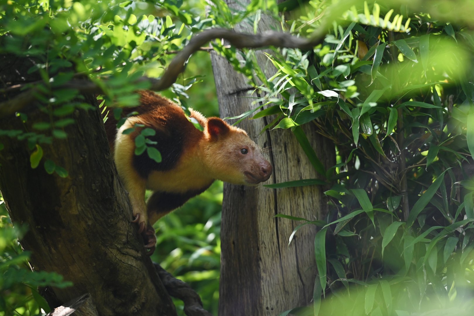 Goodfellow's tree-kangaroo (Dendrolagus goodfellowi)