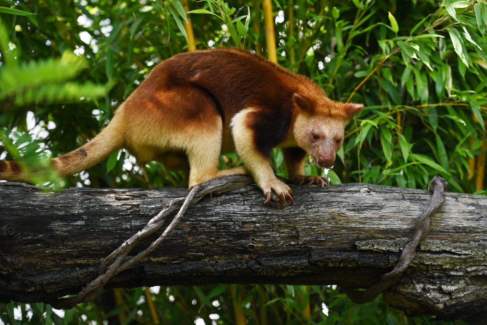 Goodfellow's tree-kangaroo (Dendrolagus goodfellowi)