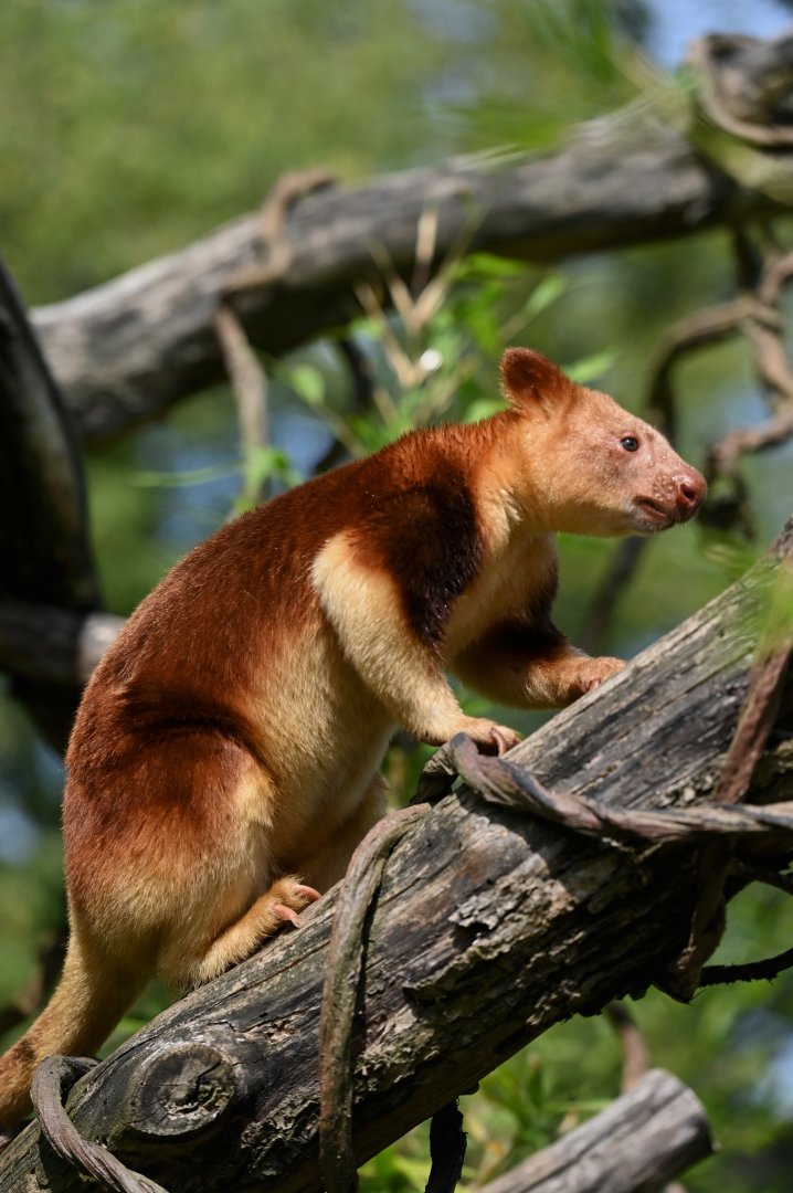 Goodfellow's tree-kangaroo (Dendrolagus goodfellowi)