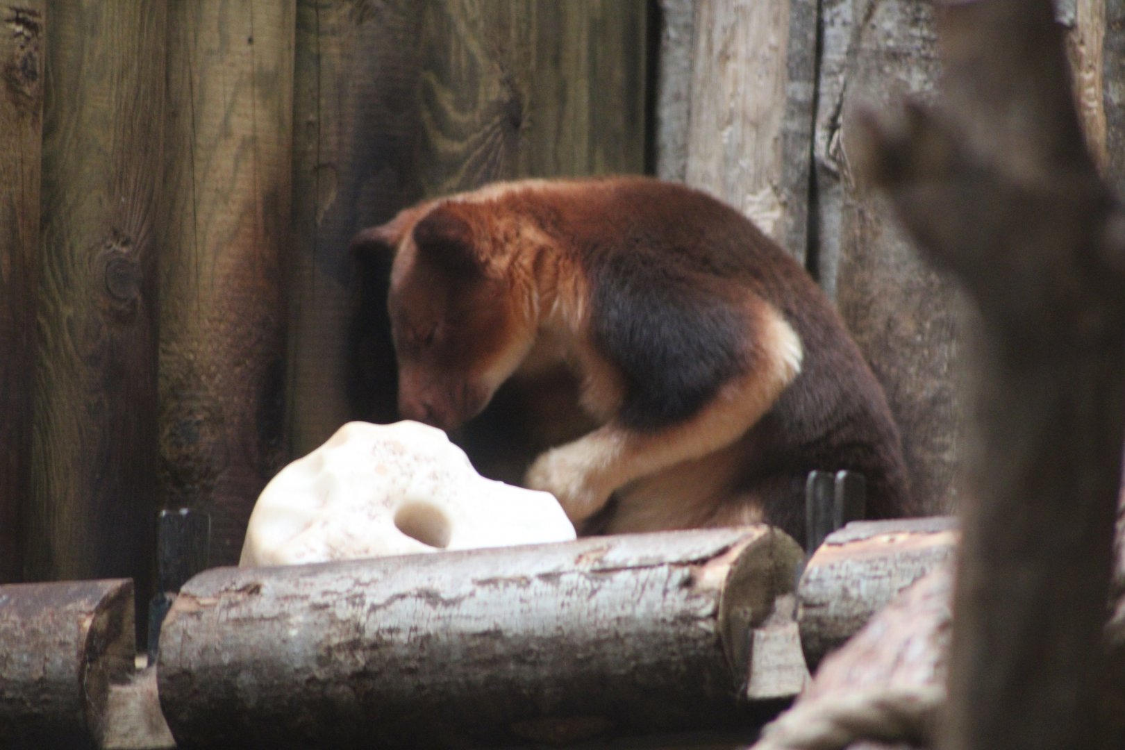 Goodfellow’s Tree Kangaroo (Dendrolagus goodfellowi)
