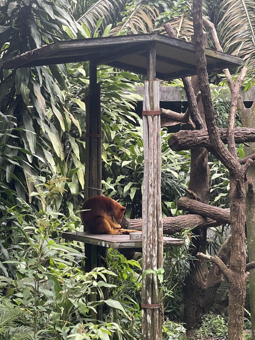Goodfellow's Tree Kangaroo (Dendrolagus goodfellowi)