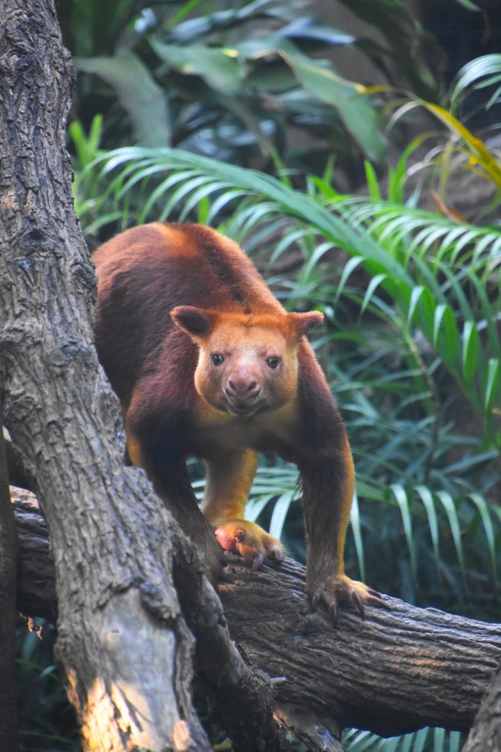 Goodfellow's tree kangaroo, Dendrolagus goodfellowi