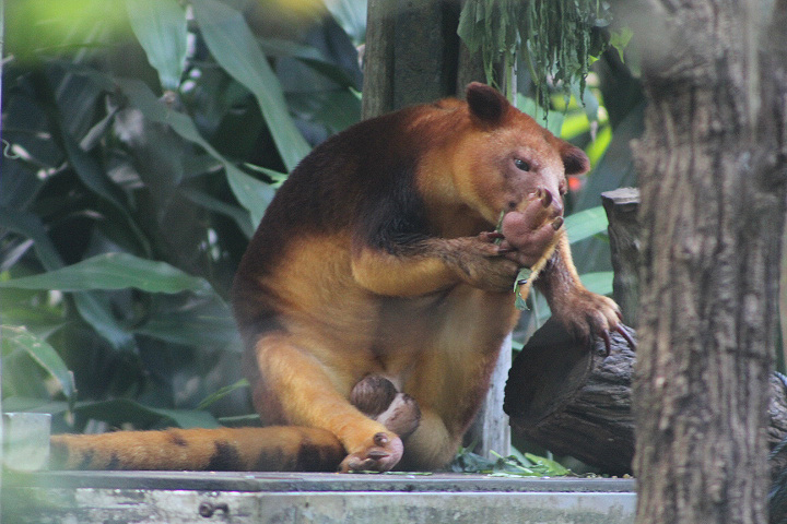 Goodfellow's tree-kangaroo (Dendrolagus goodfellowi)