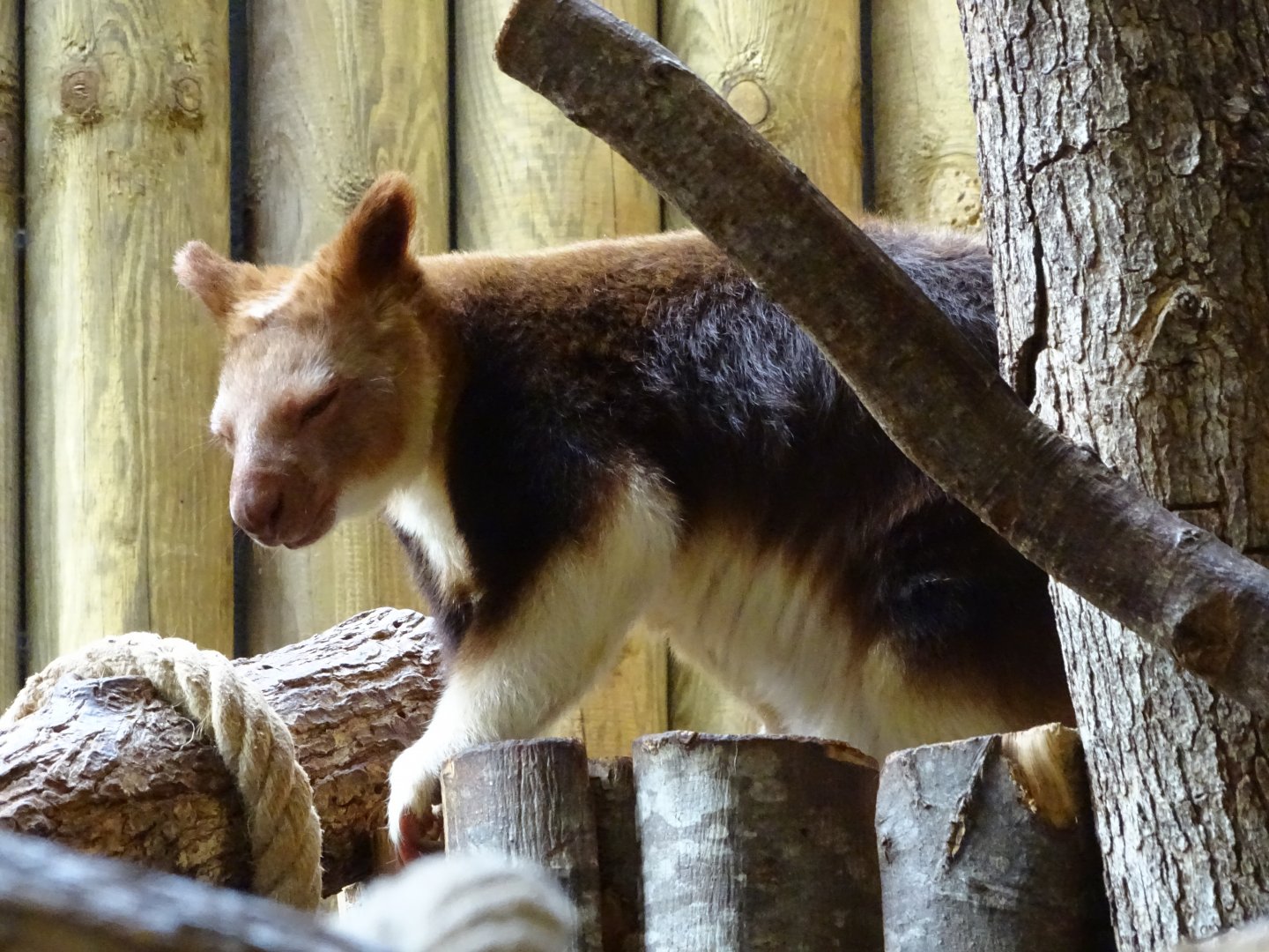 Goodfellow's tree-kangaroo (Dendrolagus goodfellowi)