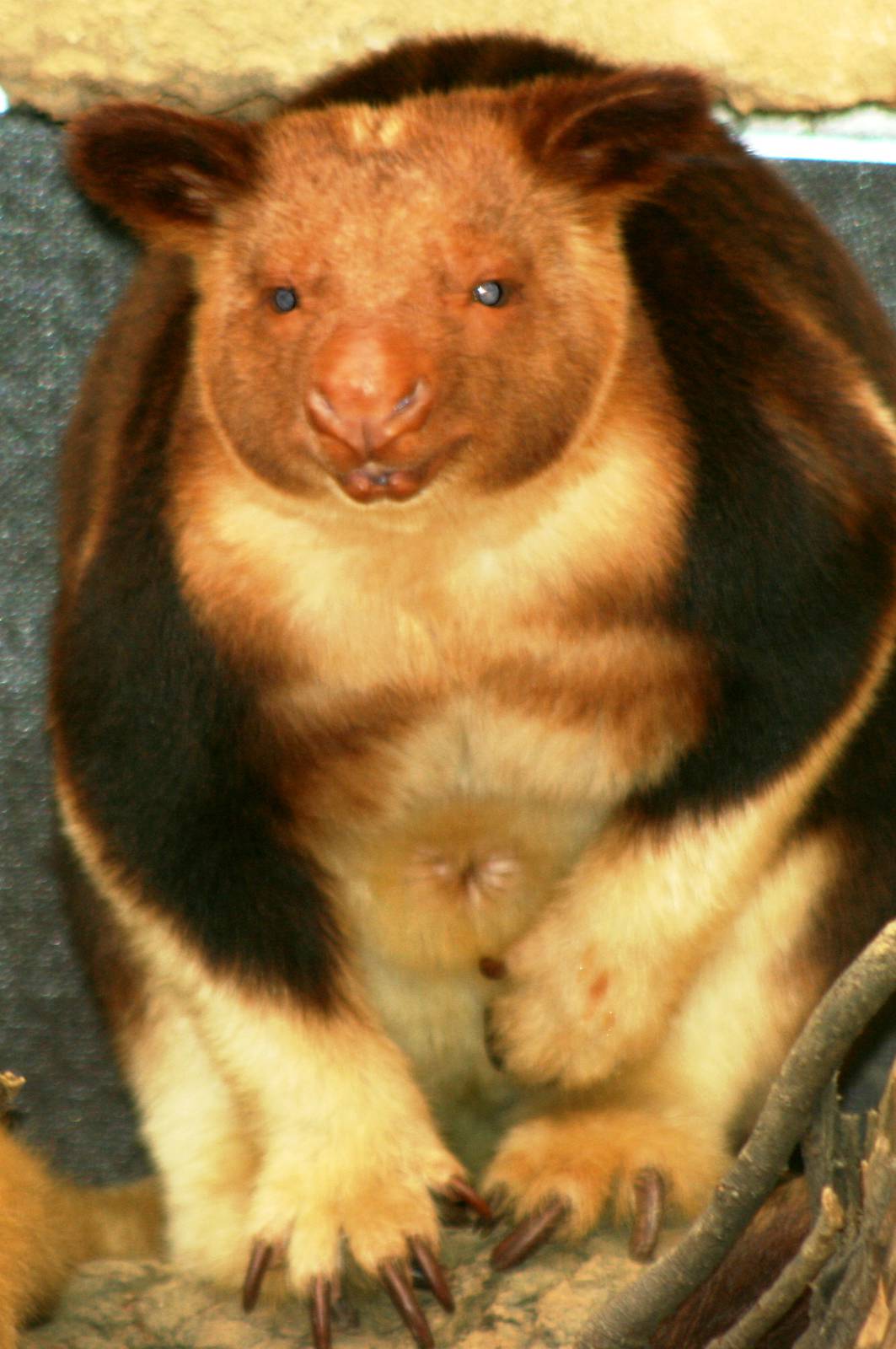Goodfellow's tree kangaroo; Duisburg; 23rd May 2011