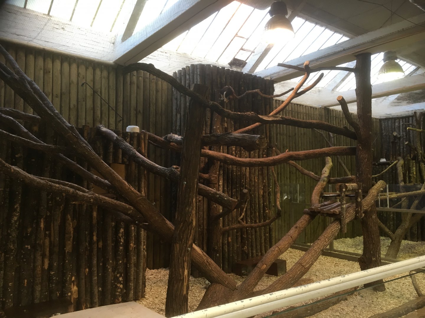 Goodfellow’s tree kangaroo enclosure