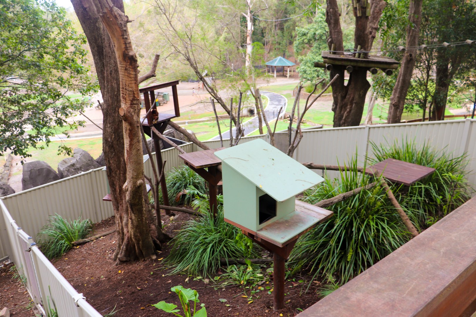 Goodfellow's Tree Kangaroo Enclosure