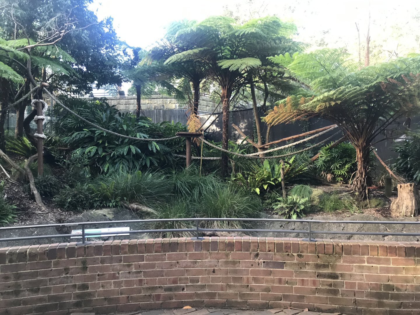 Goodfellow’s Tree Kangaroo Enclosure