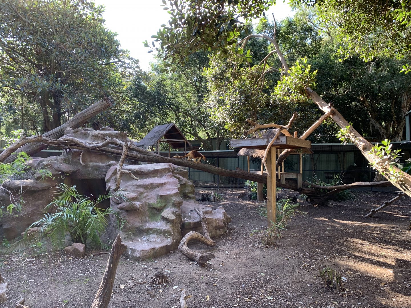 Goodfellow's Tree Kangaroo Enclosure