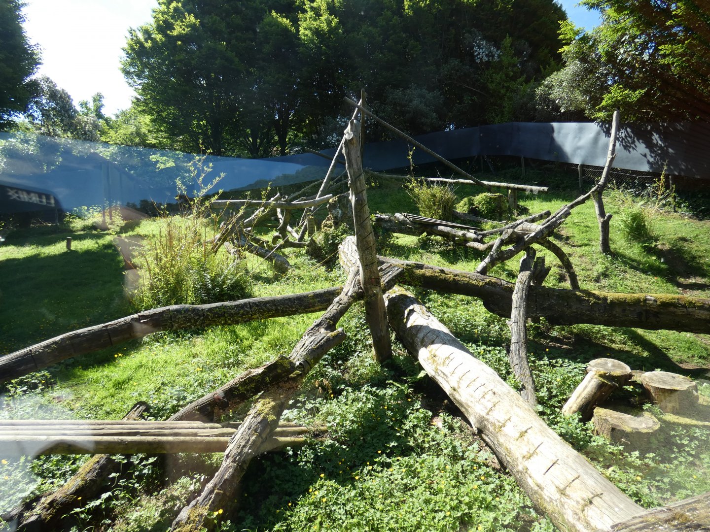 Goodfellow's tree kangaroo enclosure