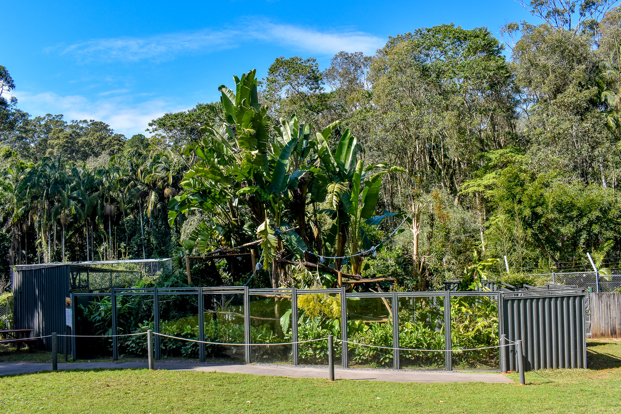 Goodfellow's Tree Kangaroo Enclosure