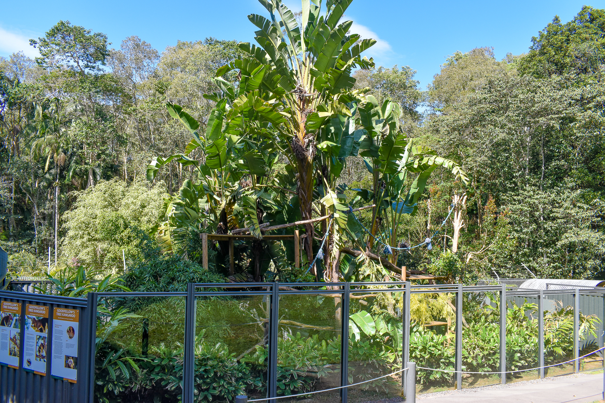 Goodfellow's Tree Kangaroo Enclosure