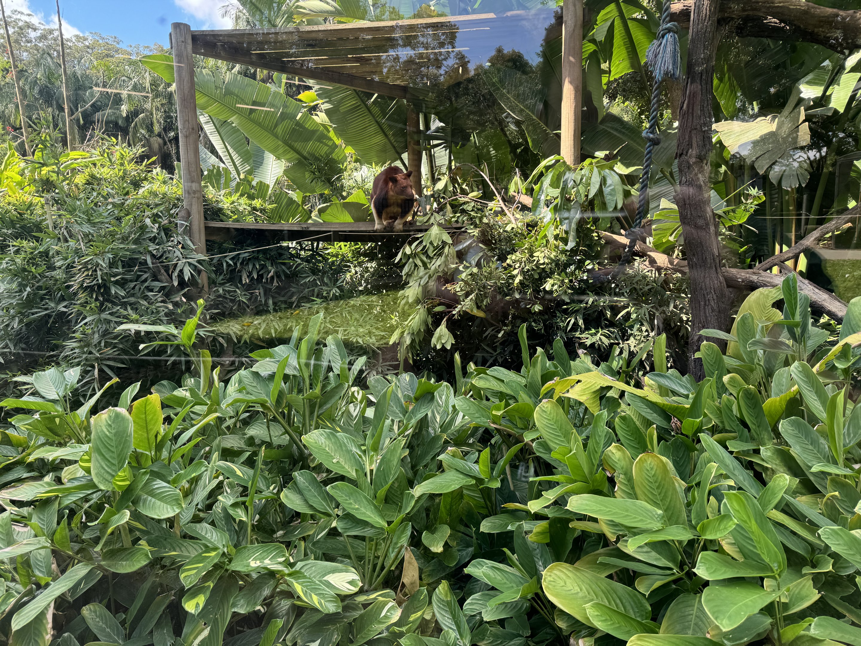 Goodfellow’s tree-kangaroo enclosure