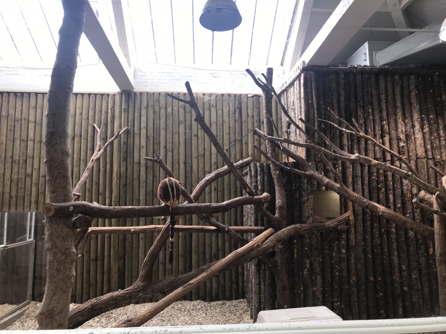 Goodfellow's Tree Kangaroo Exhibit #1