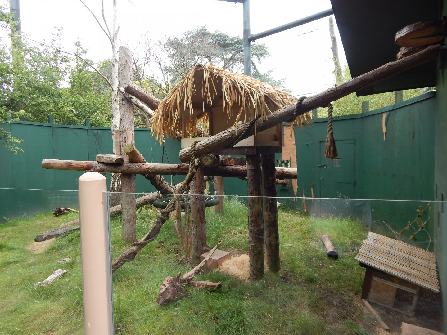 Goodfellow's tree kangaroo exhibit 190622
