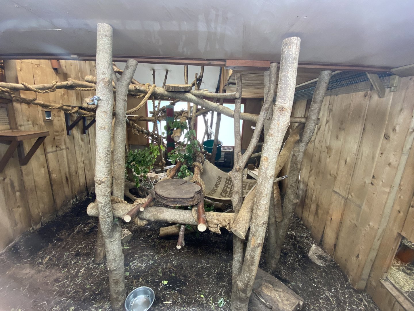 Goodfellow's tree kangaroo exhibit 190622