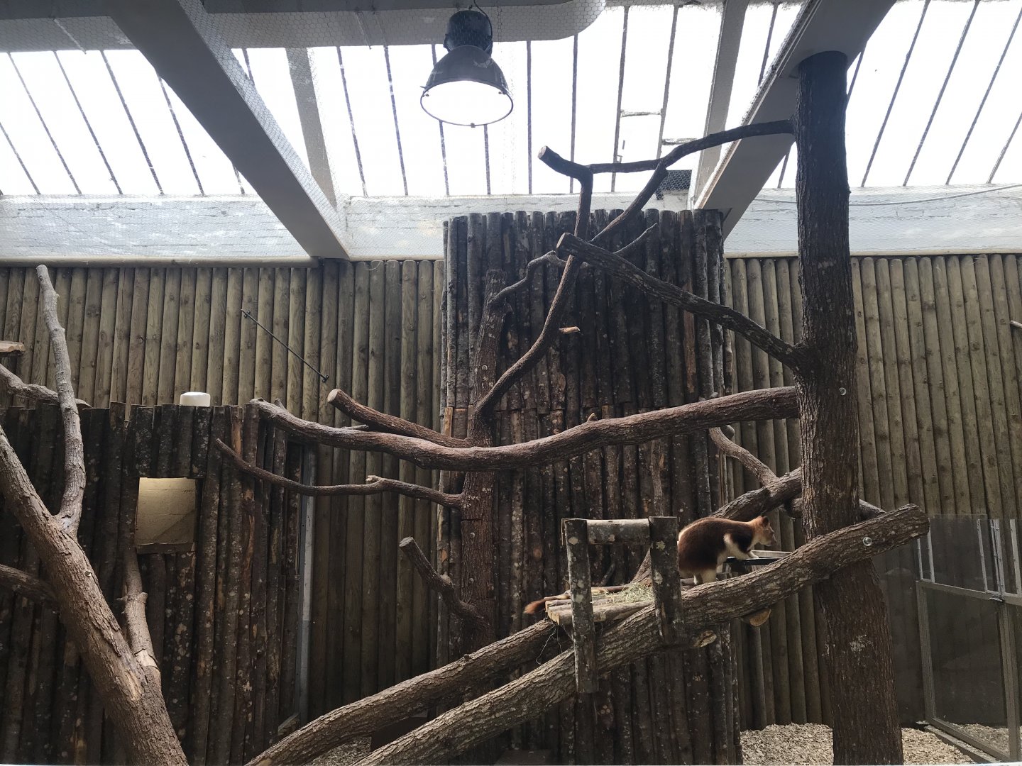 Goodfellow's Tree Kangaroo Exhibit #2