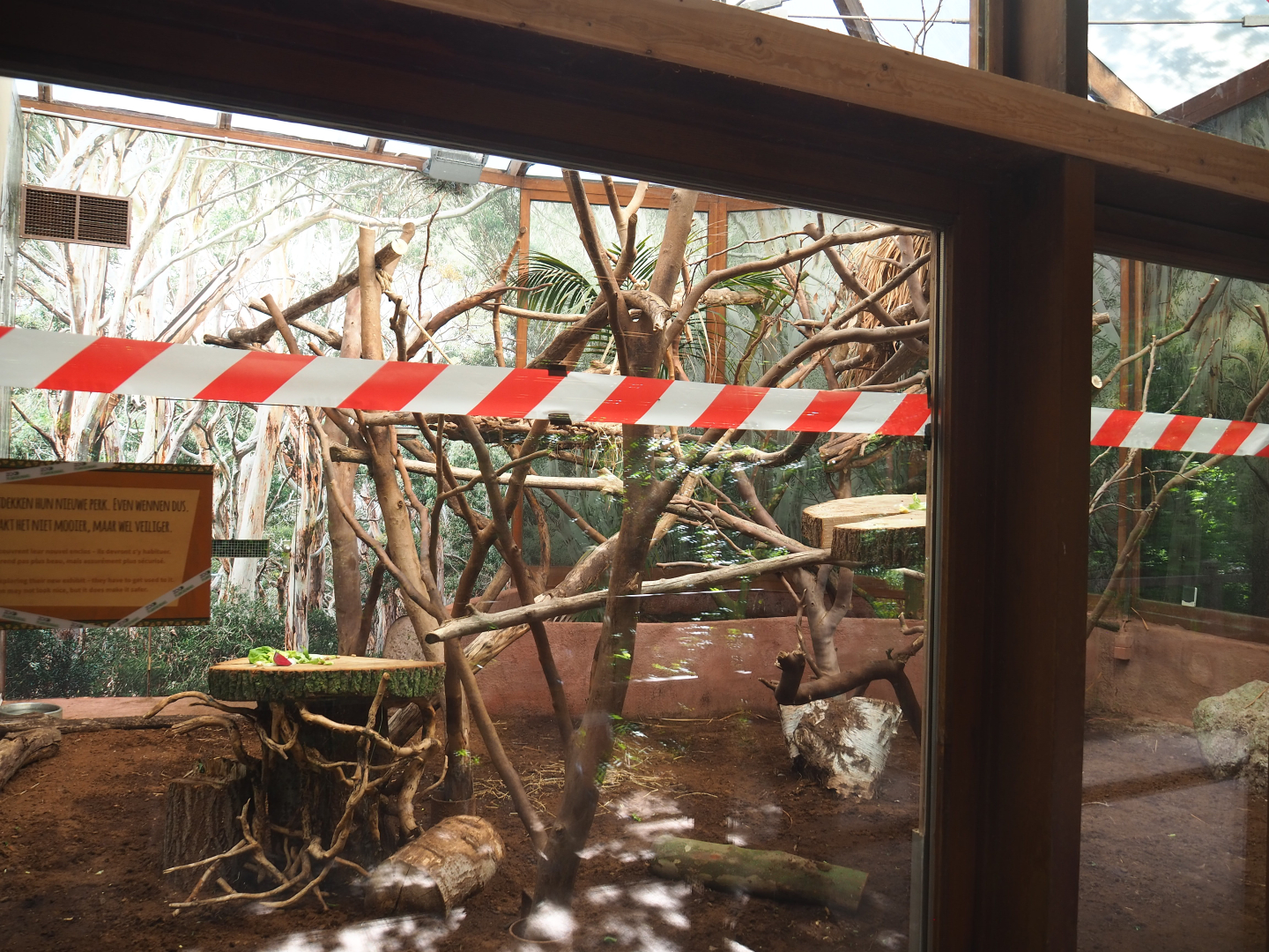 Goodfellow's tree kangaroo exhibit, 2022-05-28