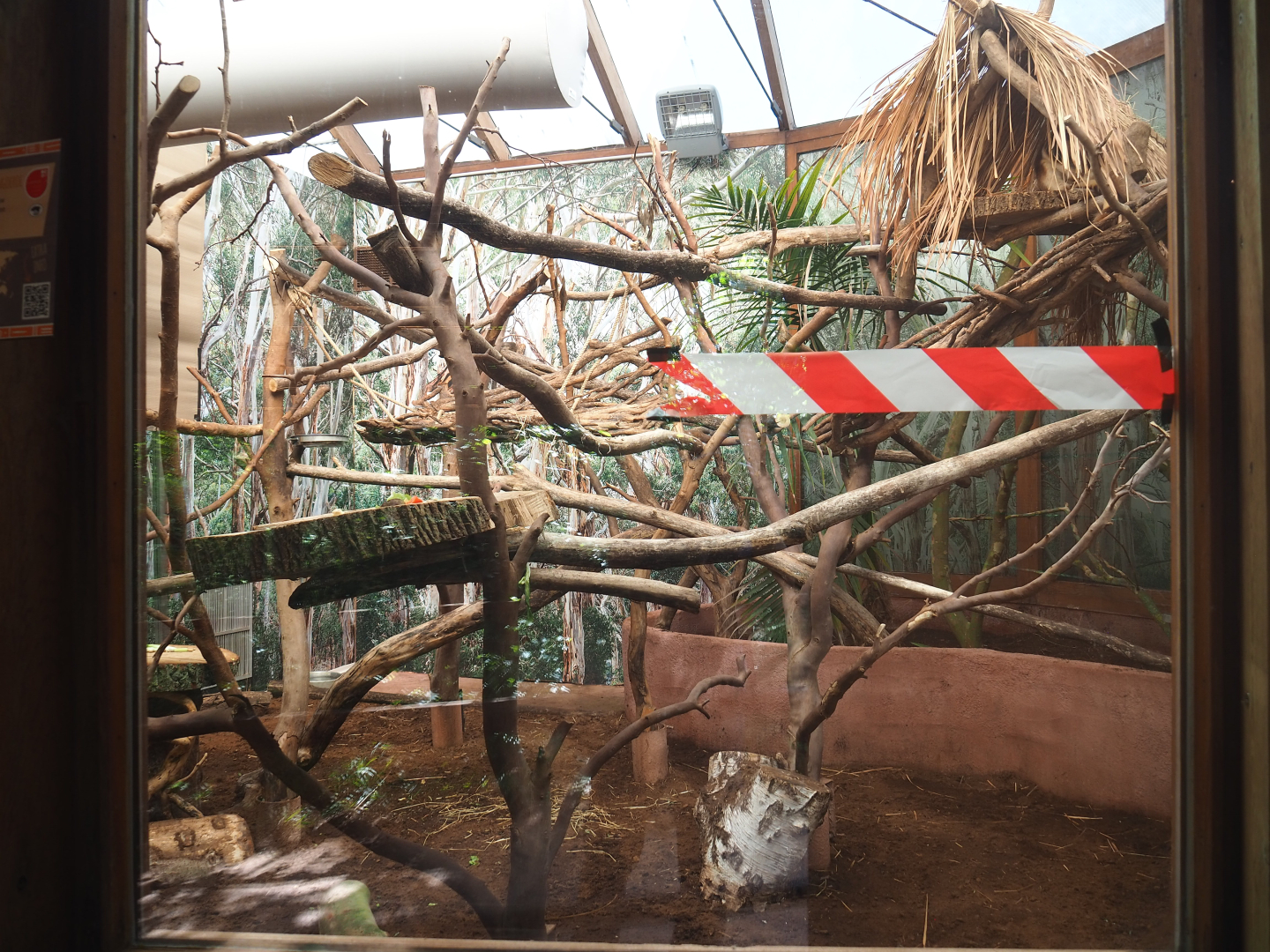 Goodfellow's tree kangaroo exhibit, 2022-05-28