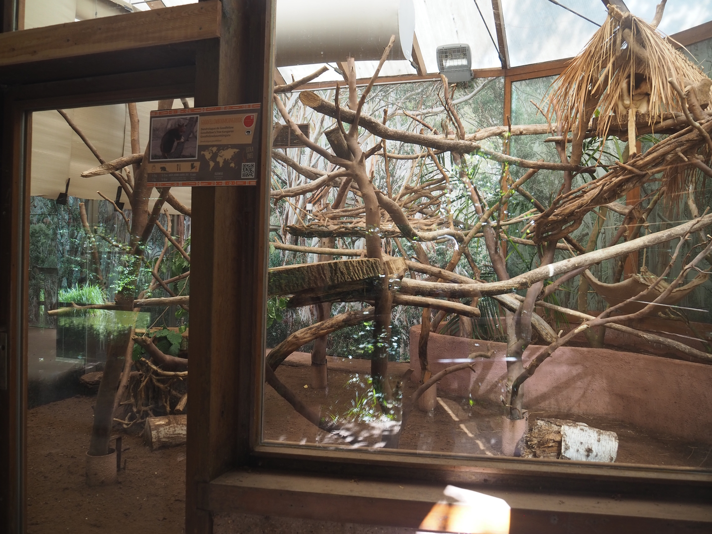 Goodfellow's tree kangaroo exhibit, 2022-07-16