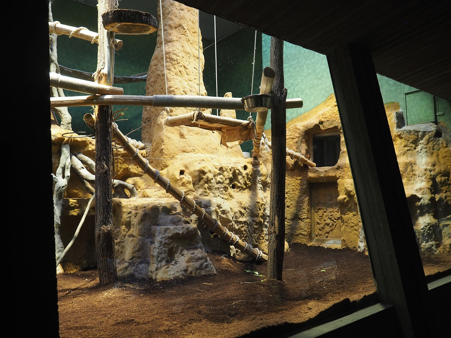 Goodfellow's tree kangaroo exhibit in the small monkey house (Former colobus exhibit), 2024-02-17