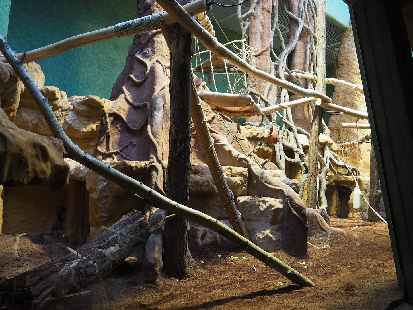 Goodfellow's tree kangaroo exhibit in the small monkey house (Former colobus exhibit), 2024-02-17