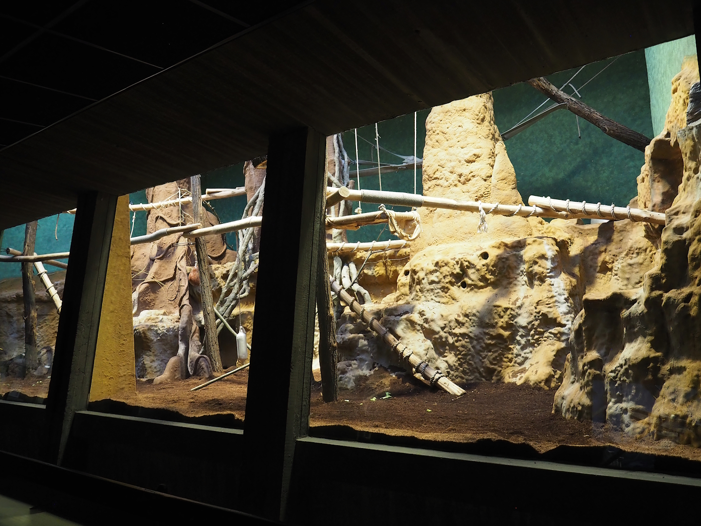 Goodfellow's tree kangaroo exhibit in the small monkey house (Former colobus exhibit), 2024-02-17