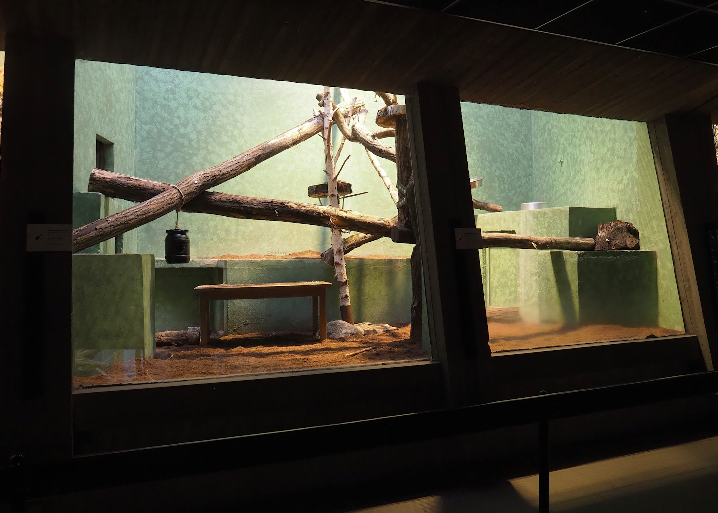 Goodfellow's tree kangaroo exhibit in the small monkey house (Former colobus exhibit), smaller part, 2024-02-17