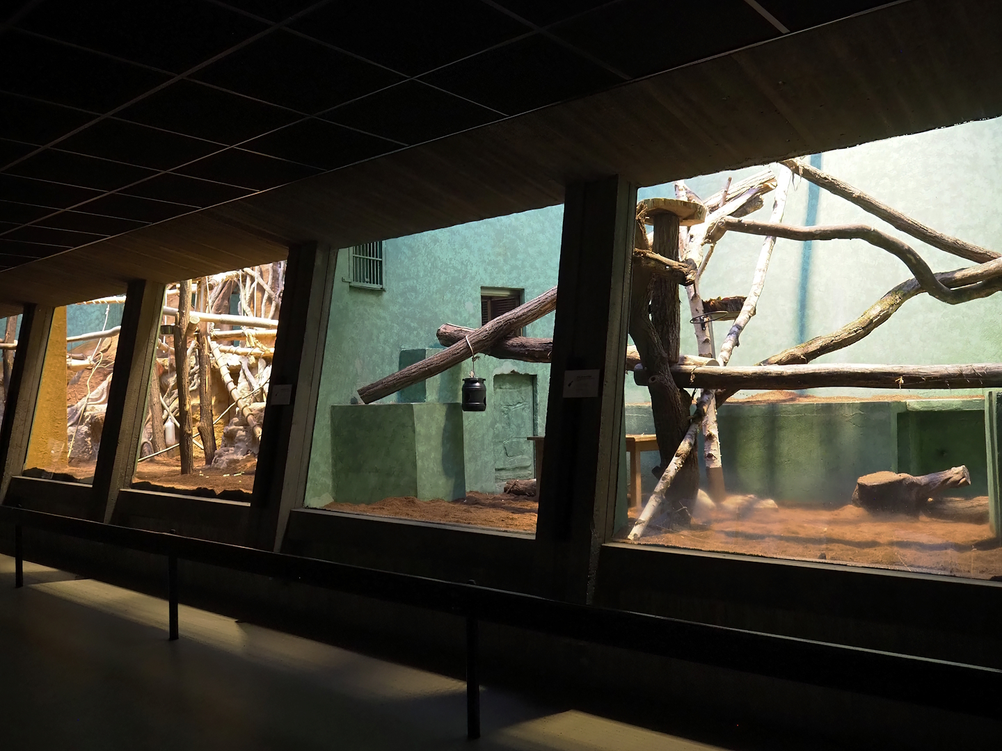 Goodfellow's tree kangaroo exhibit in the small monkey house (Former colobus exhibit), smaller part, 2024-02-17