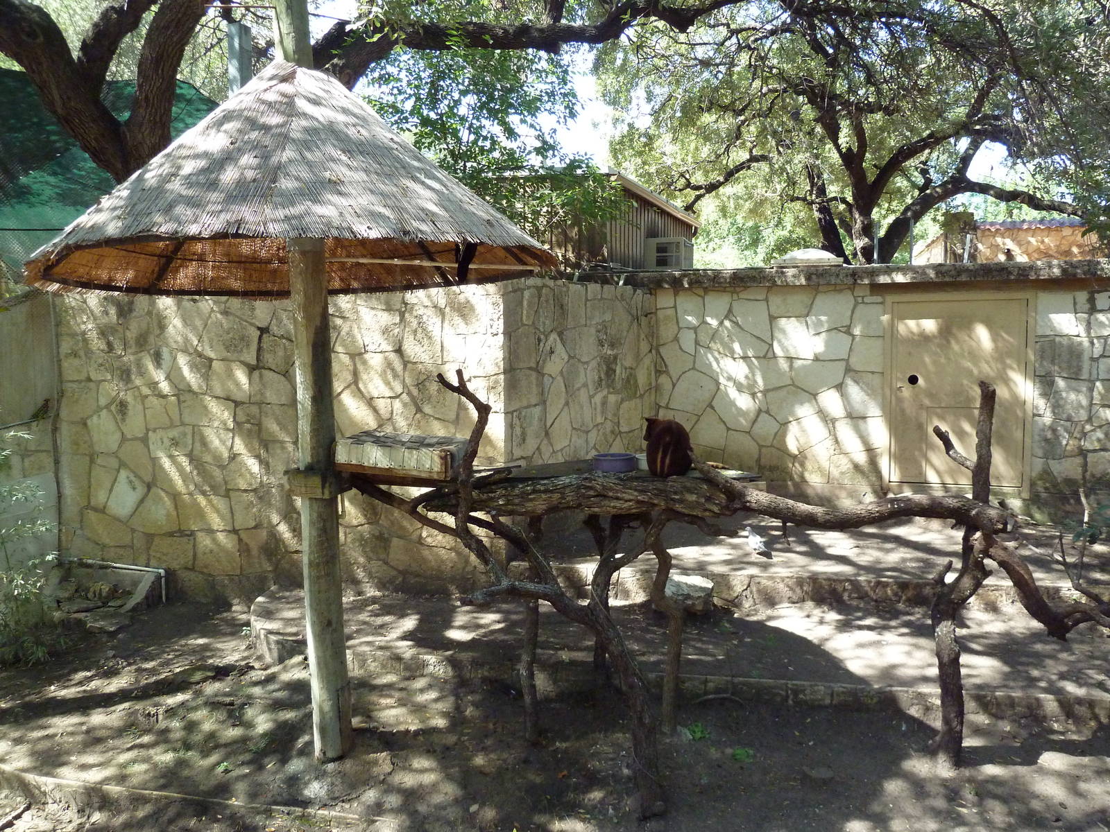 Goodfellow's Tree Kangaroo Exhibit