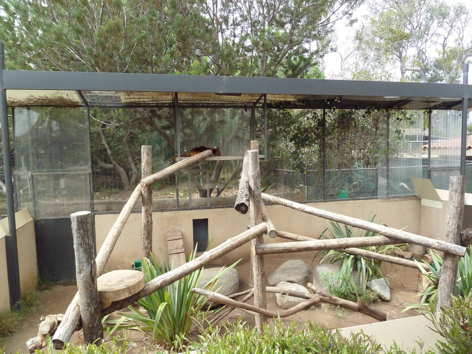 Goodfellow's Tree Kangaroo Exhibit