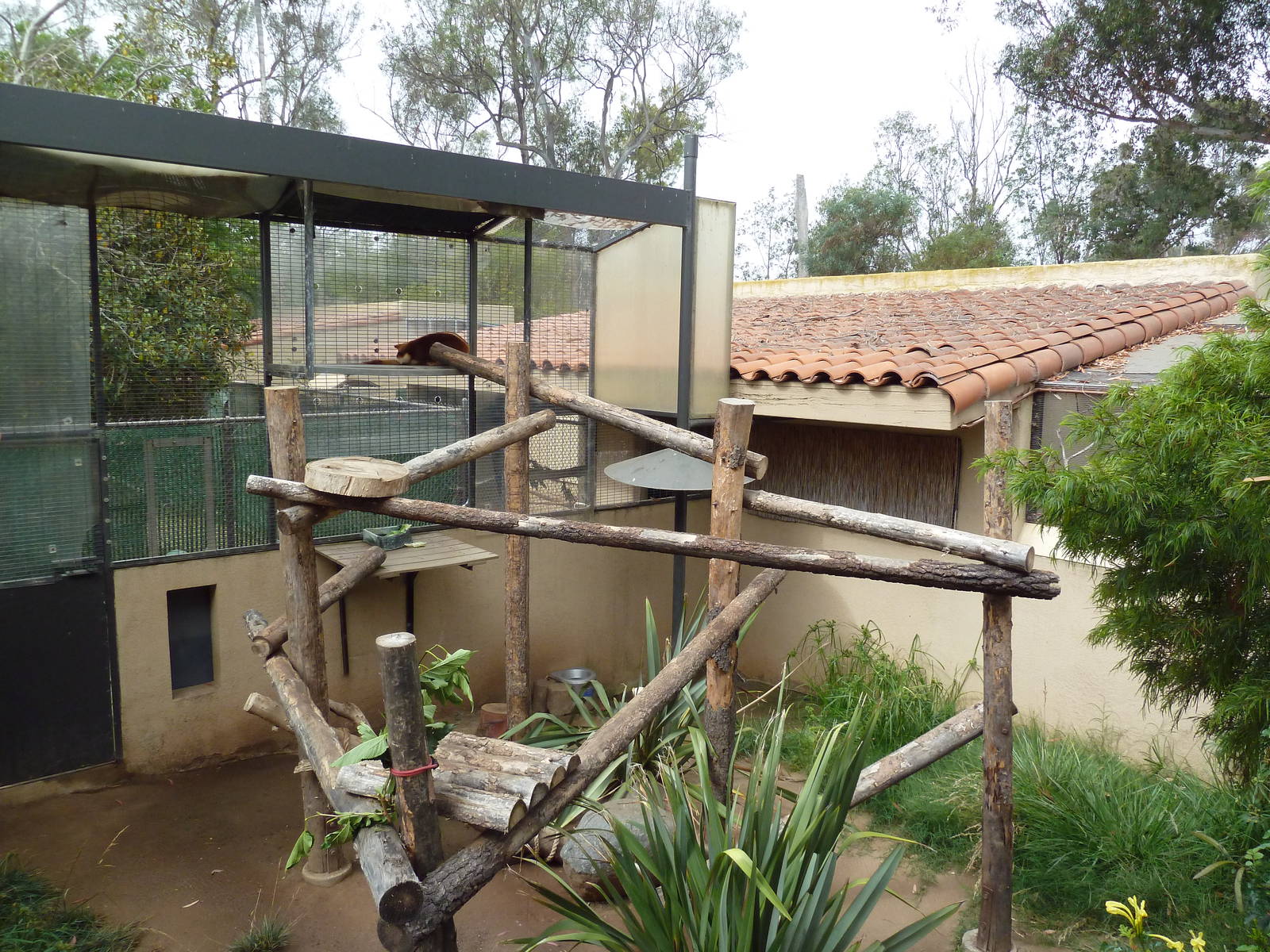 Goodfellow's Tree Kangaroo Exhibit