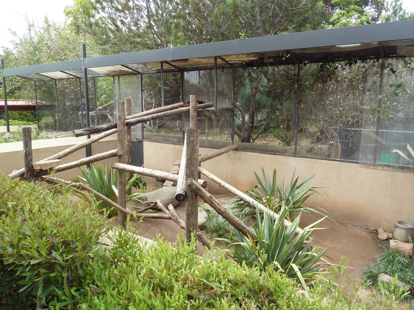 Goodfellow's Tree Kangaroo Exhibit