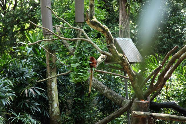 Goodfellow's tree kangaroo exhibit