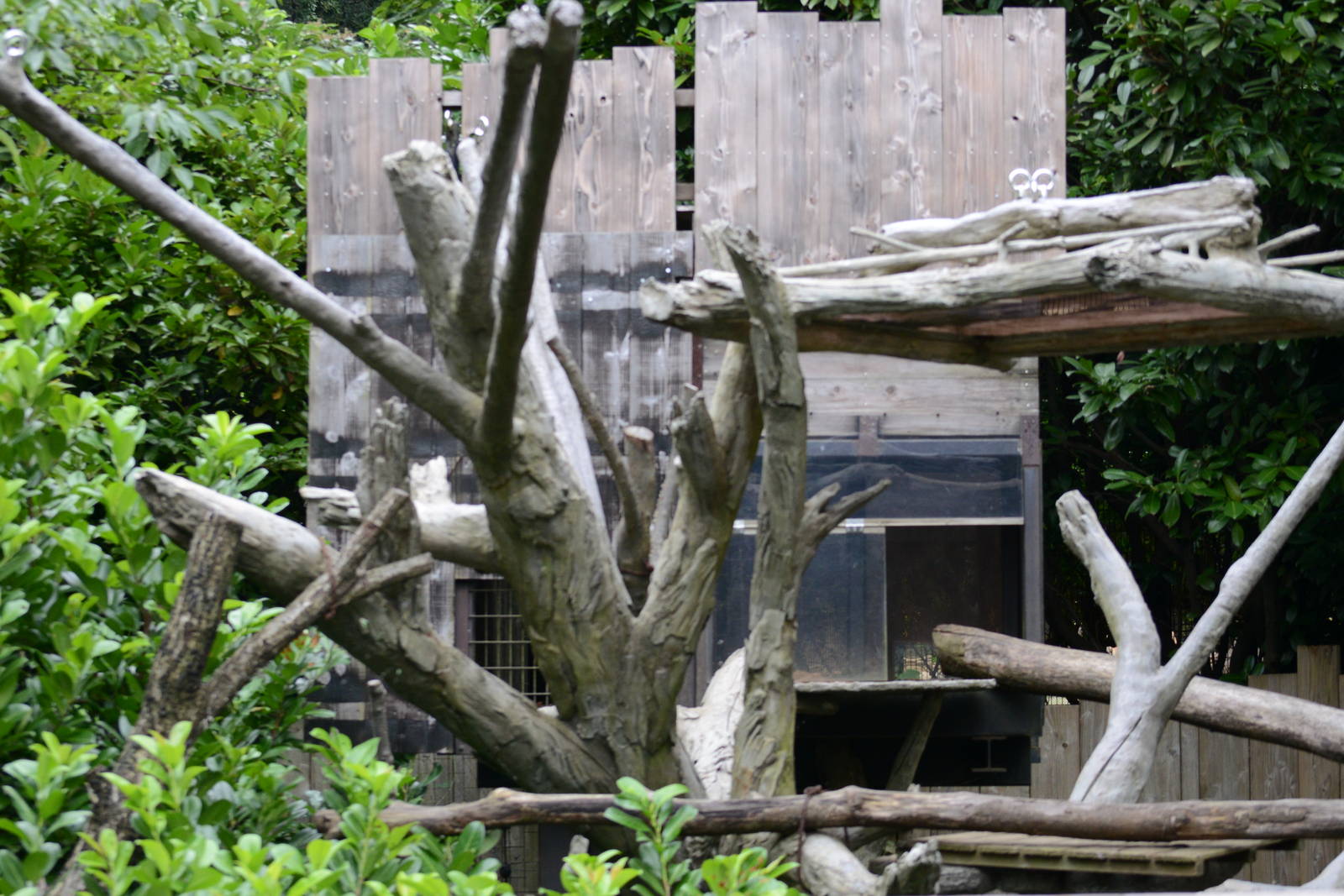 Goodfellow's tree kangaroo exhibit