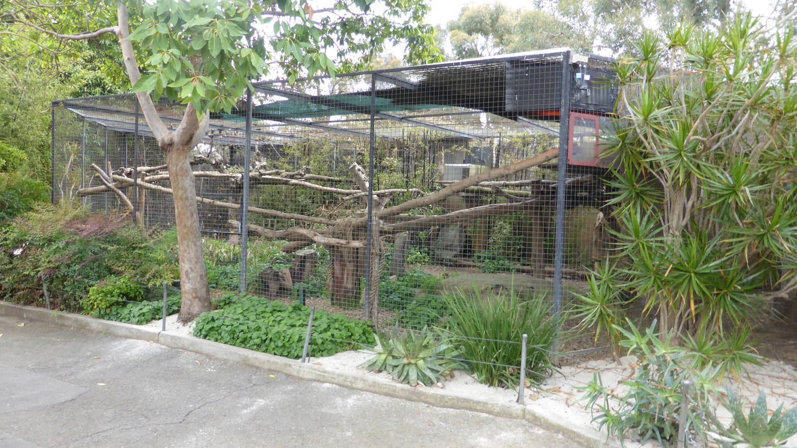 Goodfellow's Tree Kangaroo exhibit