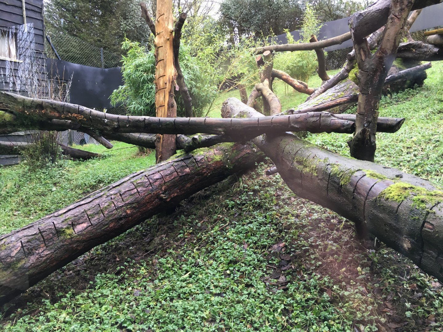 Goodfellow's Tree Kangaroo Exhibit