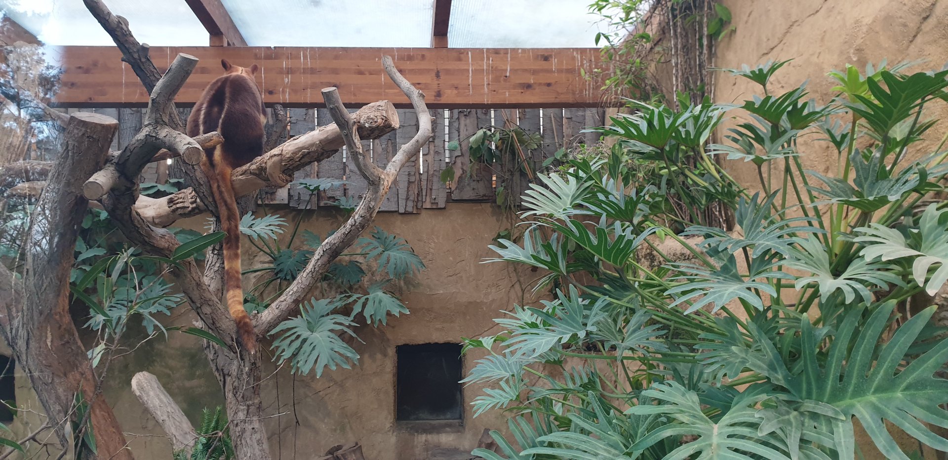 Goodfellow's tree-kangaroo exhibit