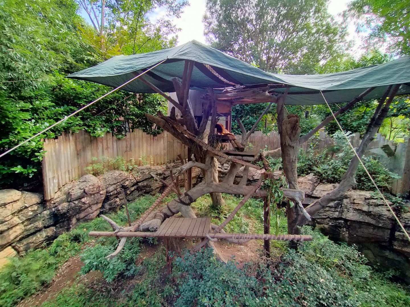Goodfellows tree kangaroo exhibit
