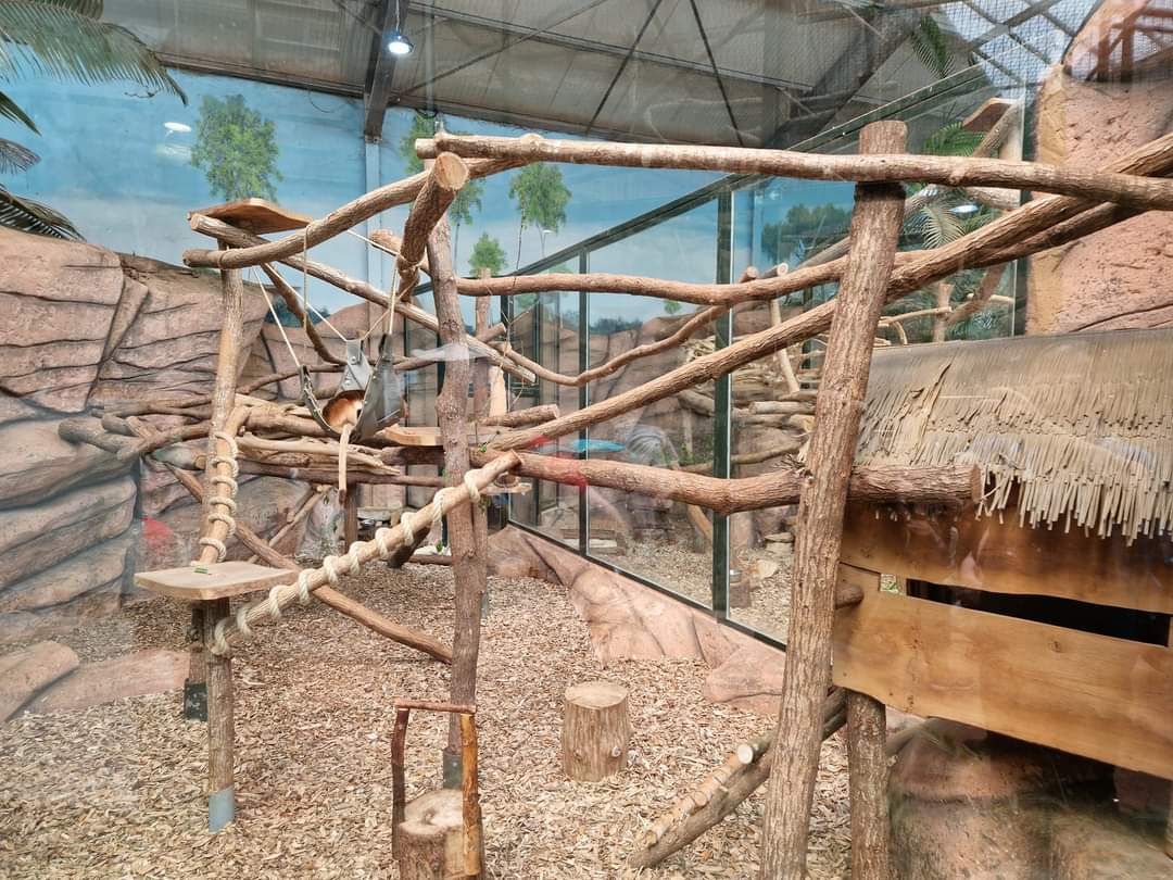 Goodfellow's Tree-kangaroo exhibit