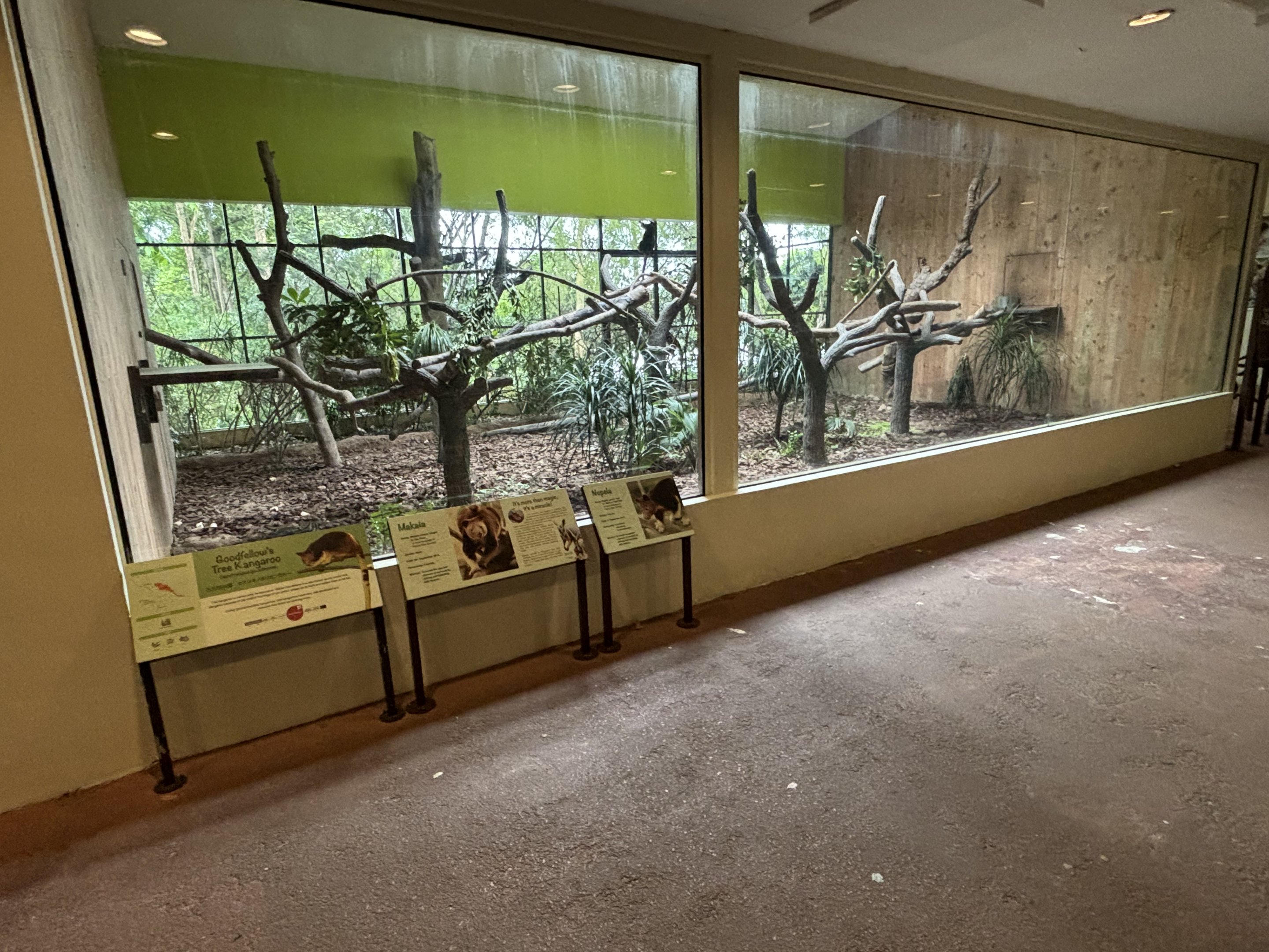 Goodfellow’s Tree Kangaroo Exhibit