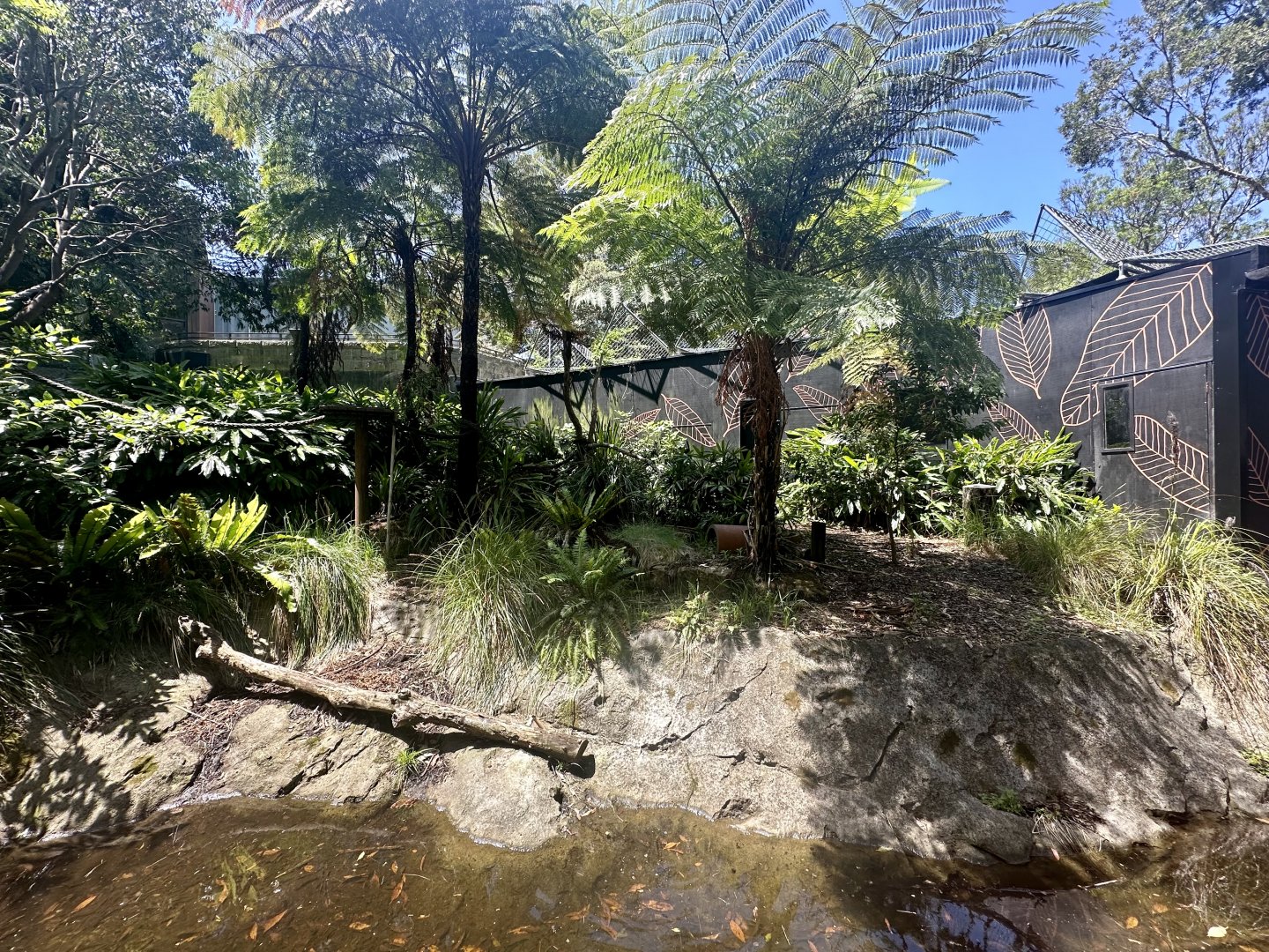 Goodfellows Tree Kangaroo Exhibit