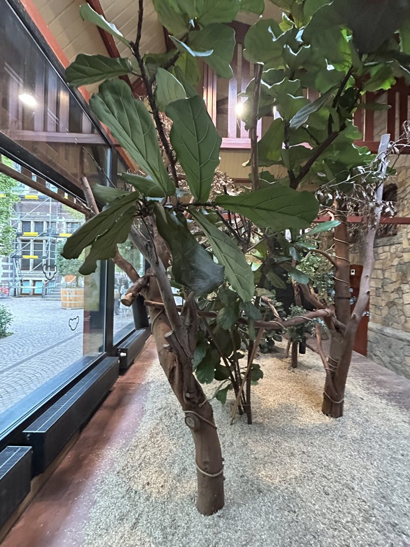 Goodfellow’s tree kangaroo exhibit