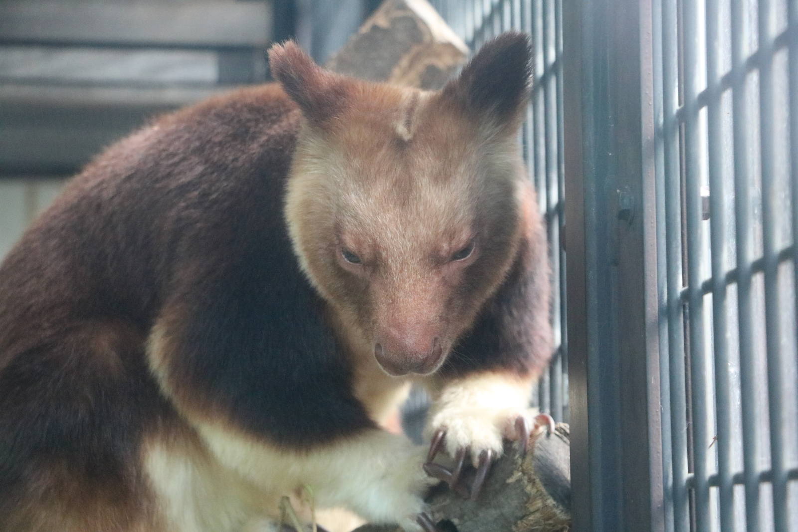 Goodfellow's tree kangaroo, February 2016