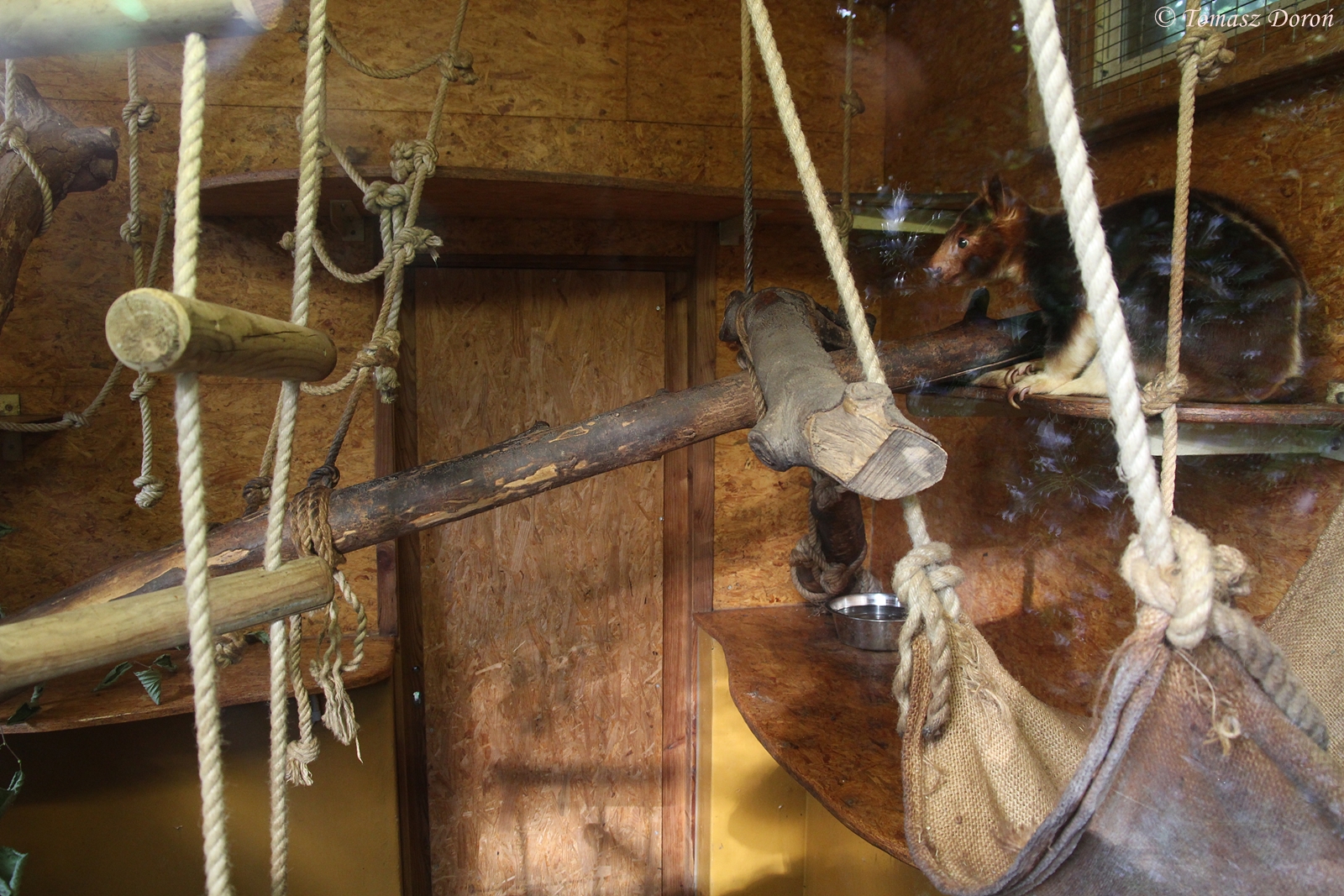 Goodfellow's Tree-kangaroo - female "Summer", October 2014