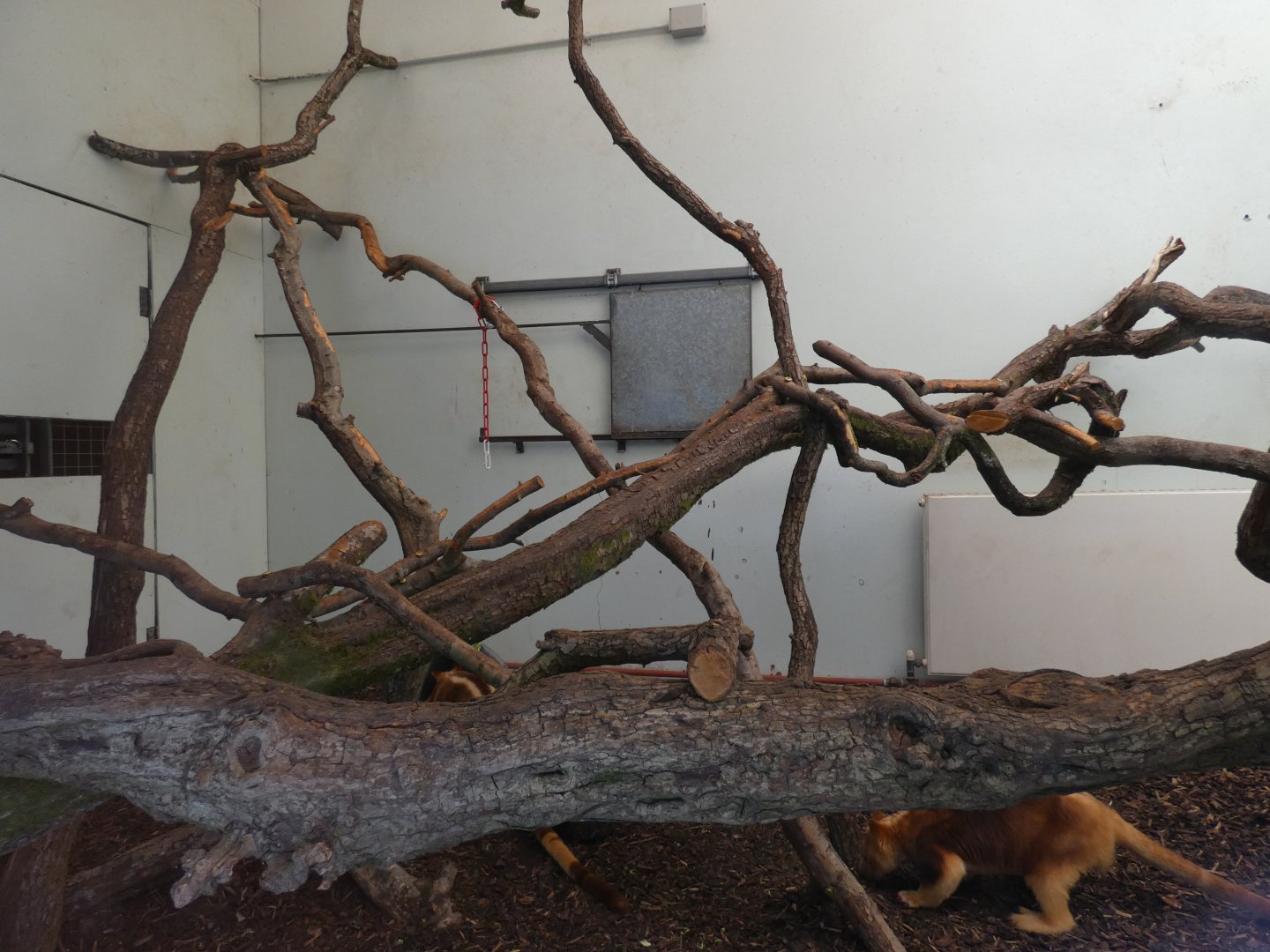 Goodfellow's tree kangaroo indoor enclosure
