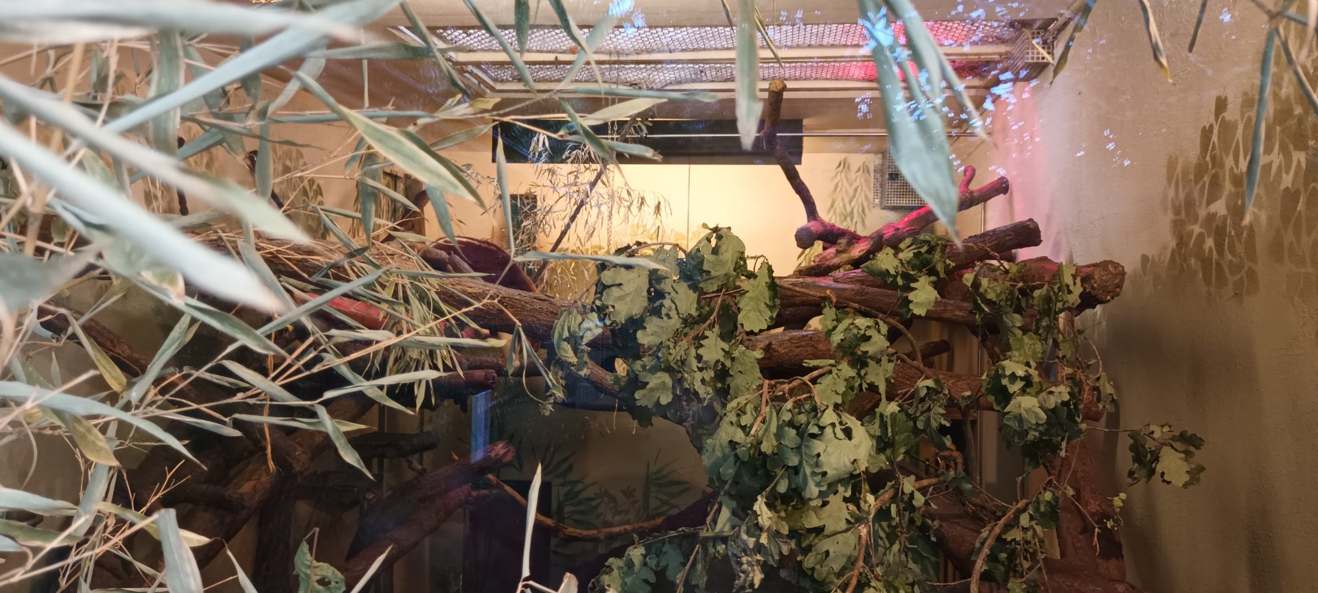 Goodfellows tree Kangaroo indoor Enclosure